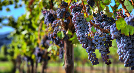 一年四季，葡萄藤在忙活什么？